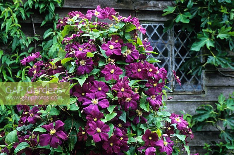 Clematis 'Etoile Violette' growing up a post in the Barn Garden at Great Dixter