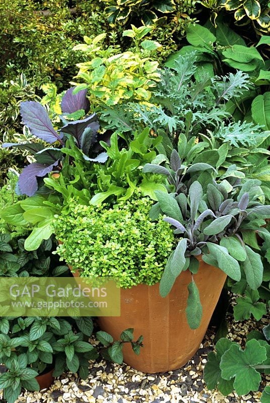 Herbs and vegetables in oval terracotta pot - Thymus x citriodorus 'Aureus' with Salvia officinalis 'Purpurascens', non hearting lettuce, red cabbage, red russian kale and Melissa officianalis