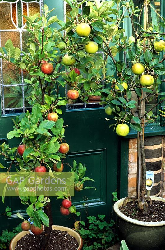 Six year old dwarf Malus 'Coronet' apple trees growing in glazed, terracotta containers with fruit ready to harvest