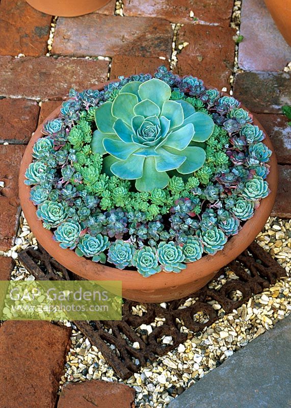 Succulents arranged in a terracotta pan to look like an iced cake. Echeveria glauca in the centre, Rhodiola pachyclados, Sedum spathulifolium 'Cape Blanco' and a smaller echeveria around the rim