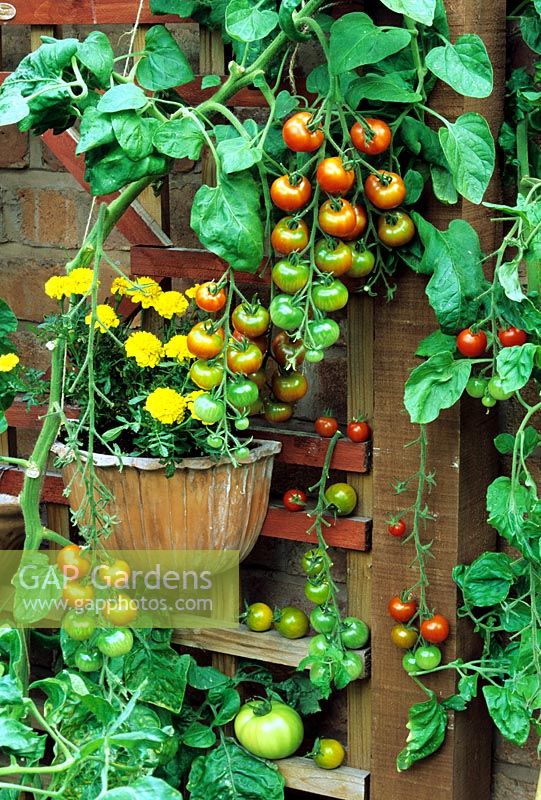 Whitefly deterring Tagetes growing in a terracotta wall pot alongside tomatoes