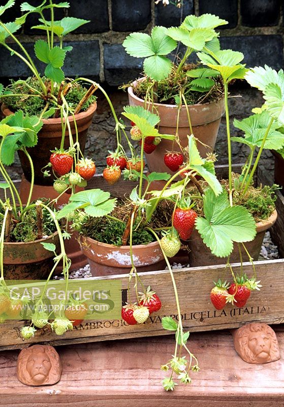 Fruiting strawberries growing in terracotta pots stood in an old wine box set up on pot feet