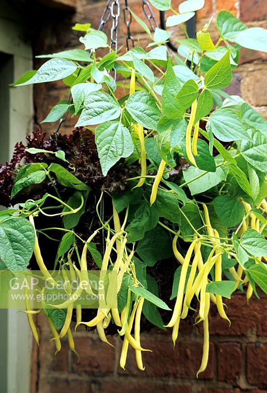 Yellow podded, dwarf French bean 'Berggold' growing in a decorative hanging basket from Apta with an underplanting of non- hearting red lettuce