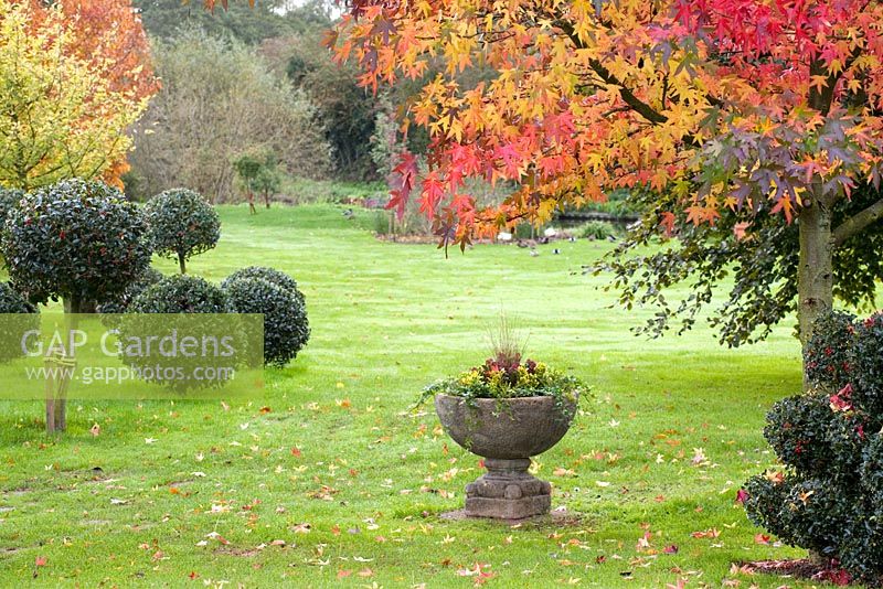 Autumn in John Massey's garden. Standard topiary balls of holly - Ilex aquifolium 'Siberia'. Stone urn. Liquidambar styraciflua 'Worplesdon' - Sweet gum