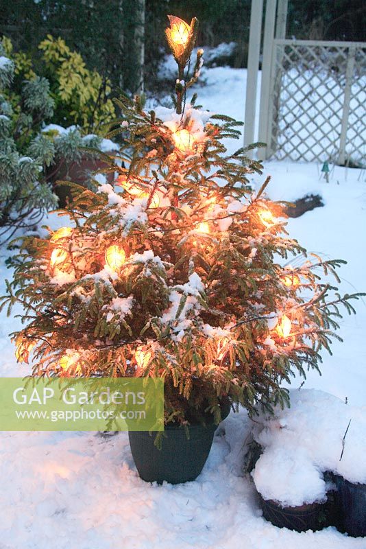 Fairy lights on a Christmas tree in a snow covered garden 
