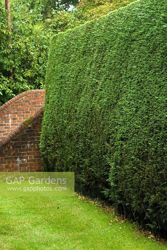 x Cupressocyparis 'Leylandii' hedge - Leyland Cypress