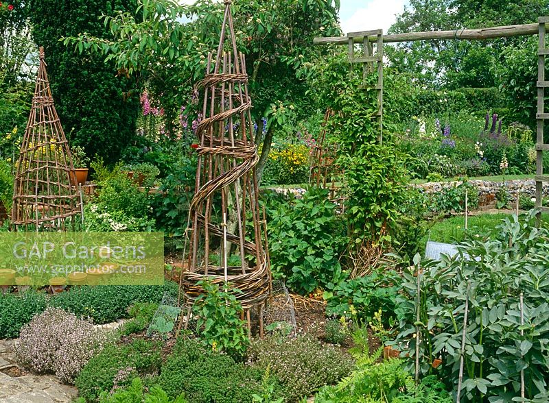 Decorative vegetable garden with willow obelisks, broad beans, Chenopodium bonushenricus- Good King Henry, Thymus, and Phaseolus coccineus 