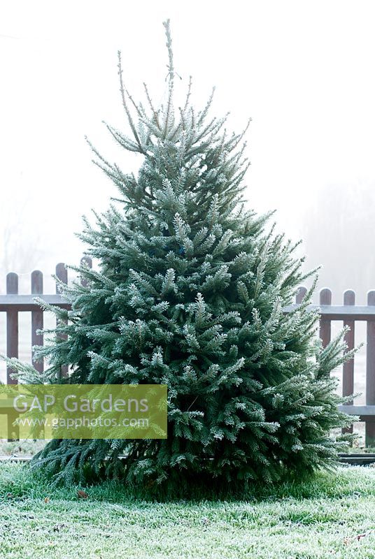 Frosty Picea abies - Norway Spruce or Christmas Tree in December