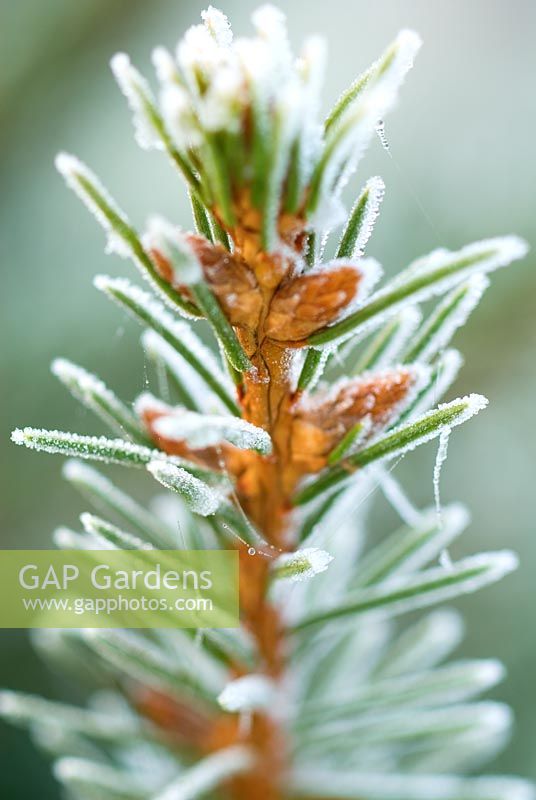 Frosty Picea abies - Norway Spruce or Christmas Tree in December.