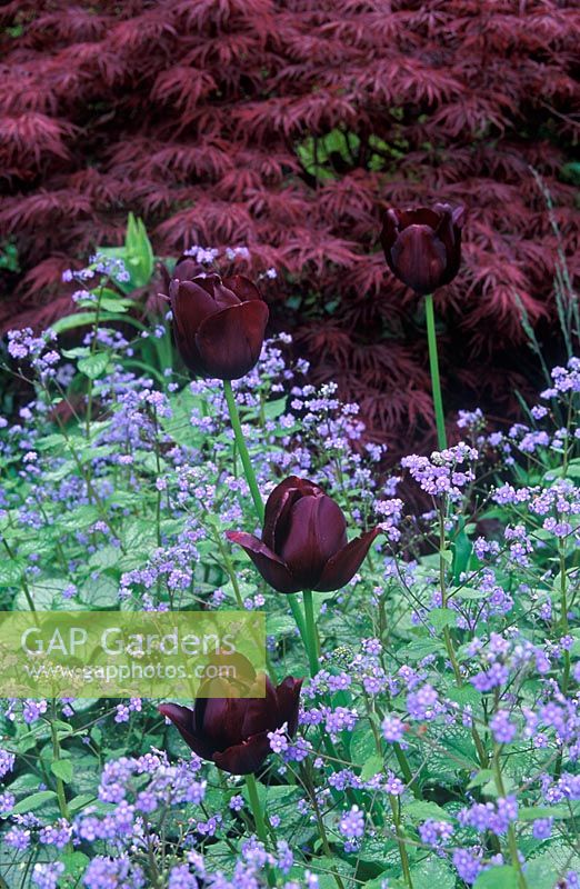 Spring border with Tulipa 'Queen of Night', Brunnera macrophylla 'Jack Frost' and Acer palmatum dissectum 'Garnet' 