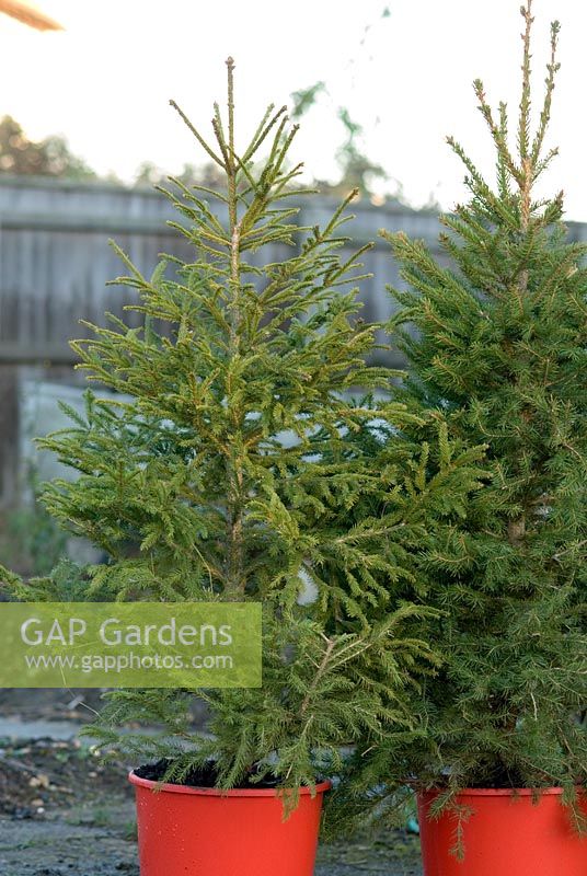 Christmas trees for sale with roots for planting in the garden after Christmas