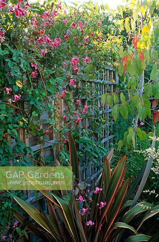 Clematis 'Etoile Rose' climbing trellis fence in modern colourful garden - Bristol