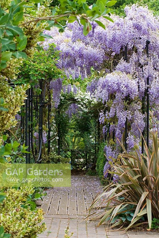 Wisteria sinensis climbing over colonnade, Clematis montana, Phormium 'Sundowner' and Hosta 'Halcyon' - The Garden of Rooms at RHS Wisley