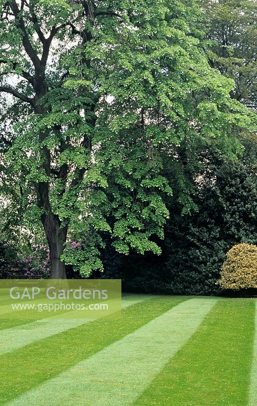 The stripes in this immaculate lawn lead the eye to Tila petiolaris - Weeping lime 