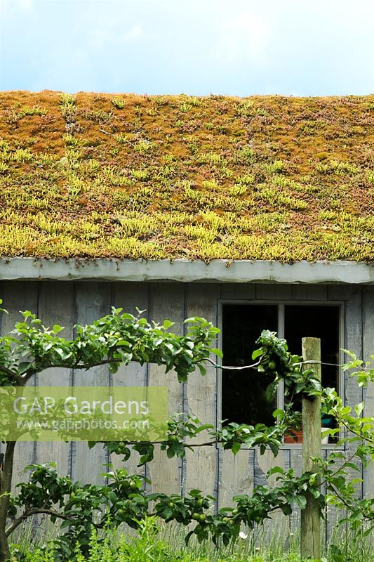 Roof of shed covered with Sedum