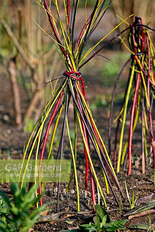 Cornus shaped to create plant support at RHS garden 'Harlow Carr'