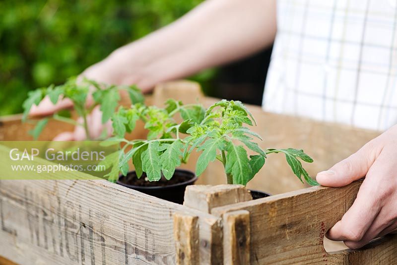 Tomato seedlings F1 'Shirley' in wooden crate