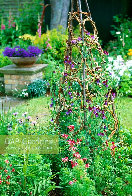 Decorative wigwam for sweet peas - The finished obelisk makes a fine focal point