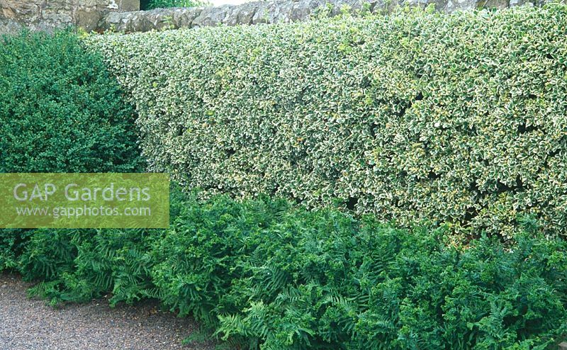 Wall of variegated Euonymus with box and Dryopteris affinis 'Cristata' in front - Herterton House, nr Cambo, Morpeth, Northumberland