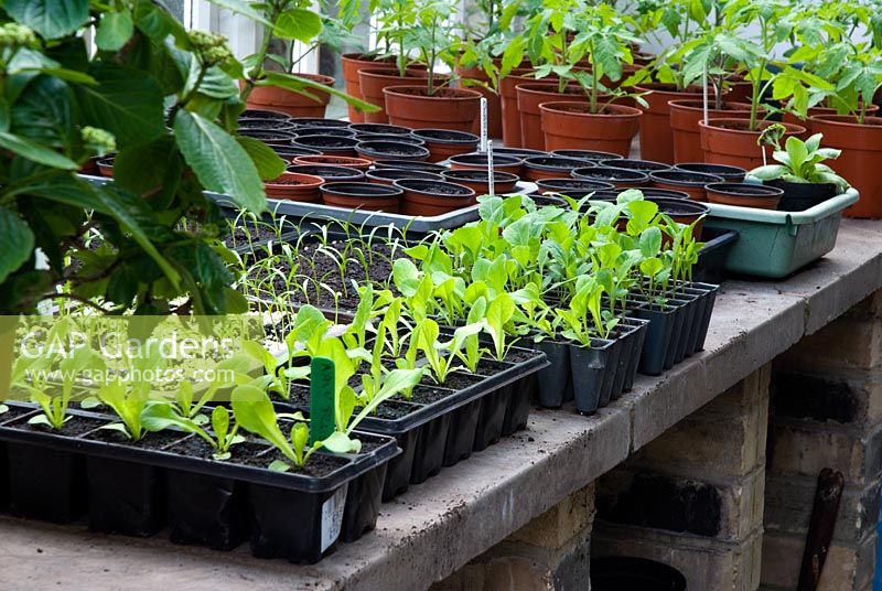 Young vegetable and salad plants in greenhouse