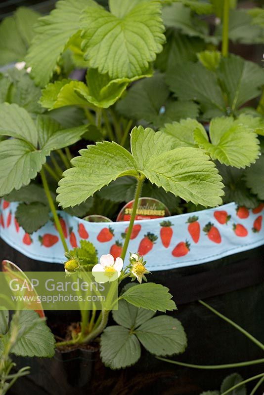 Strawberries in a decorative plastic growing bag