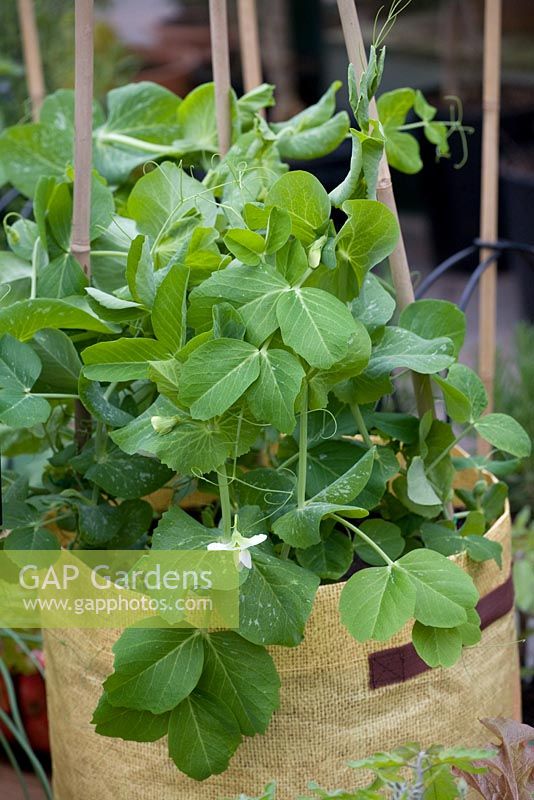 Peas in a plastic grow bag growing up support canes
