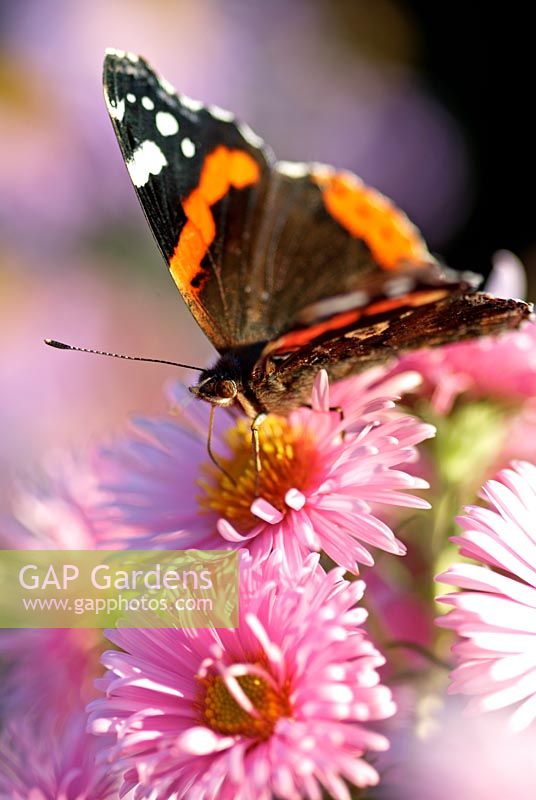 Red Admiral Butterfly on Aster flowers