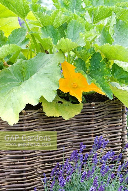 Courgette growing in raised wicker bed