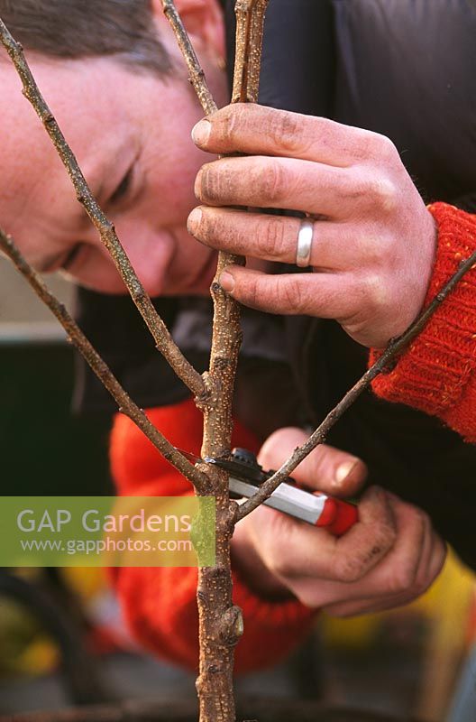 Man pruning pruning the main stem of a fruit tree back to strong side shoots 
to start training a fan or espalier
