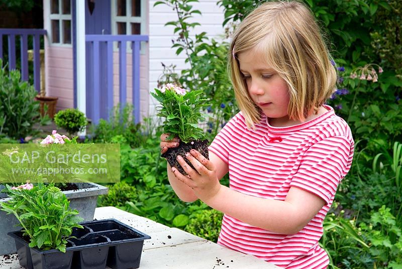 Young girl planting windowbox with Verbena bedding plants in garden 