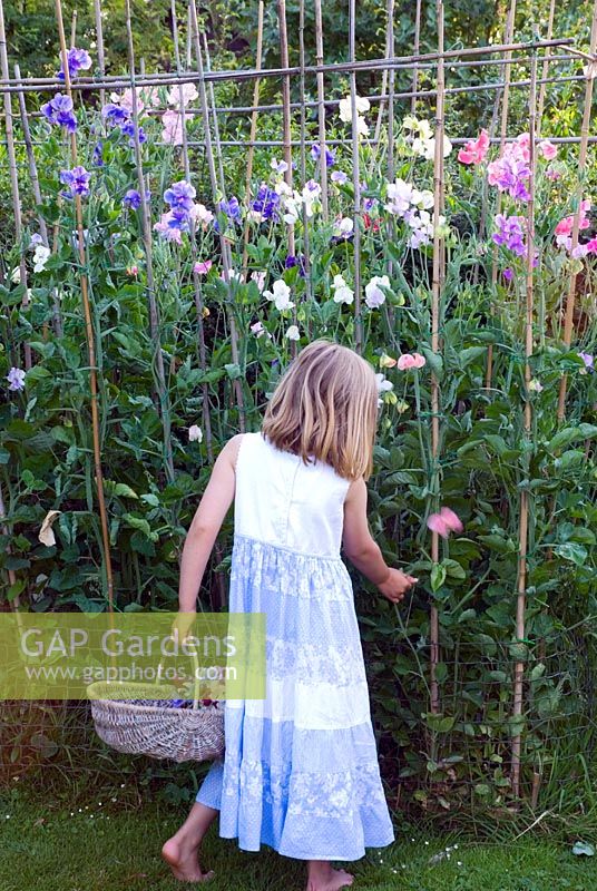 Young girl in garden, picking Sweet Peas with basket 