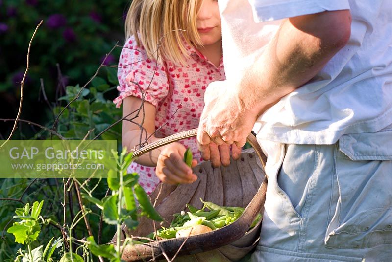 Girl with father in vegetable garden picking peas