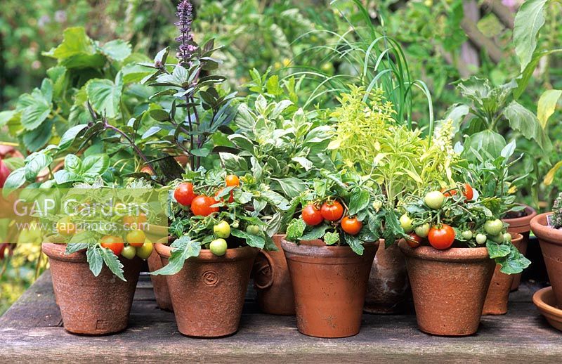 Pots of miniature dwarf tomatoes 'Micro Tom' and mixed basils including Ocimum 'African Blue' and Thai 'Pesto Perpetuo'
