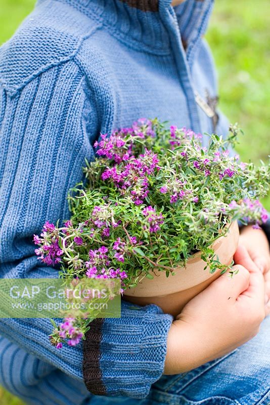 Child carrying pot of herbs, Thymus serpyllum 'Purple Beauty' and Thymus praecox 'Pink Chintz'