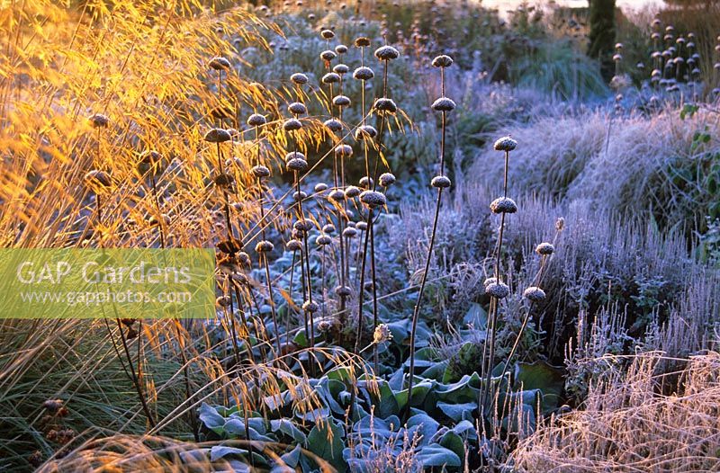 Frost on Phlomis, Stipa gigantea and other ornamental grasses at Broughton Grange, Oxfordshire