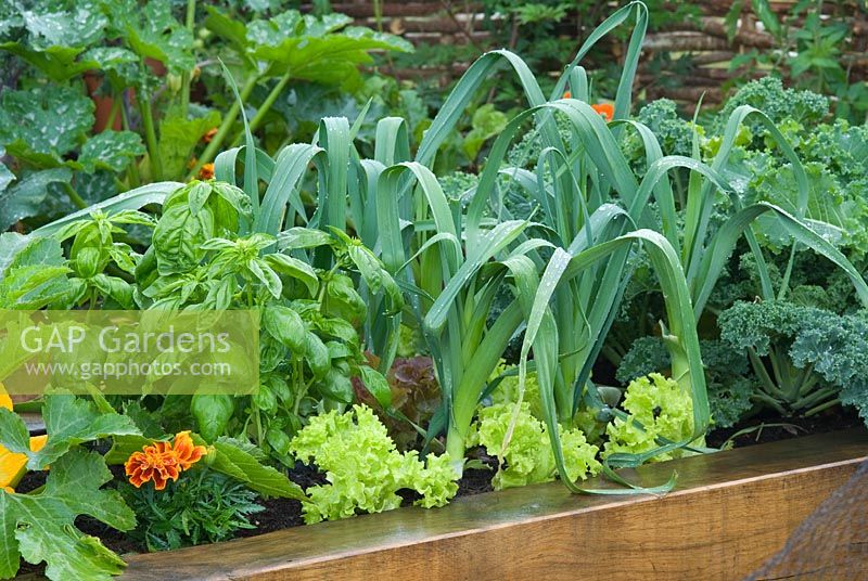 Raised wooden vegetable bed with Basil, Leeks, Lettuces and Kale at RHS Hampton Court Flower Show