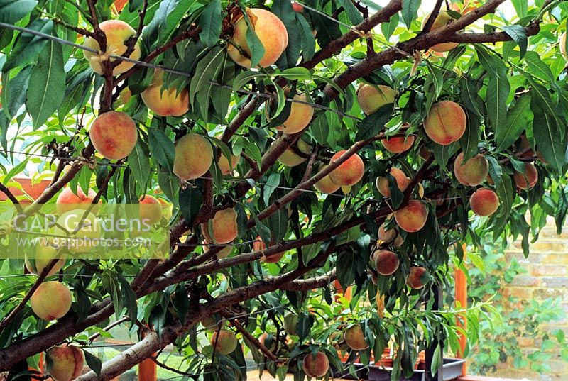 Prunus persicus 'Perigrine' - Peaches grown under glass