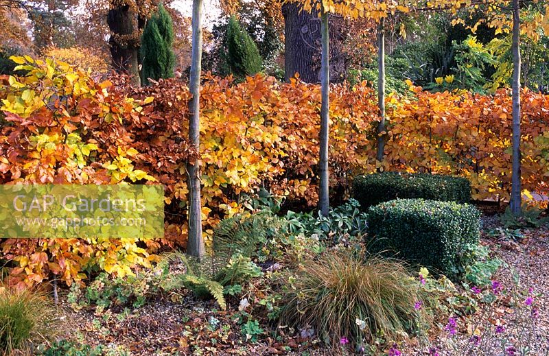 Fagus sylvatica - Beech hedge with autumn foliage in small family garden with Tilia cordata - Pleached lime trees at RGS Wisley, Surrey