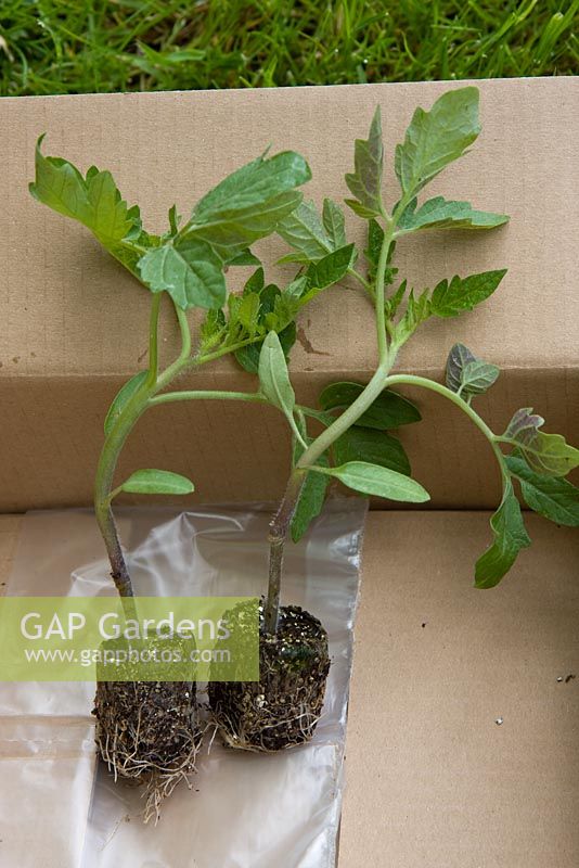 Grafted tomato plants 
