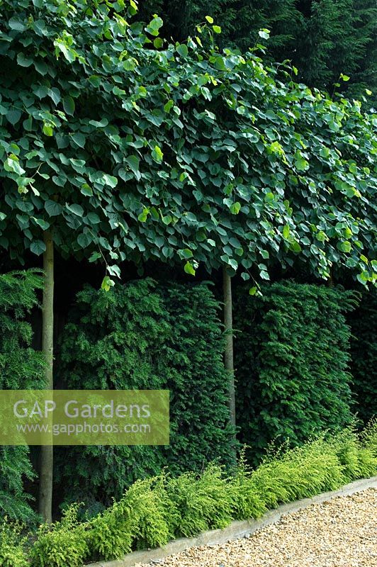 pleached conifer limes interplanted lonicera albans herts underplanted nitida flamstead hedges baggesen