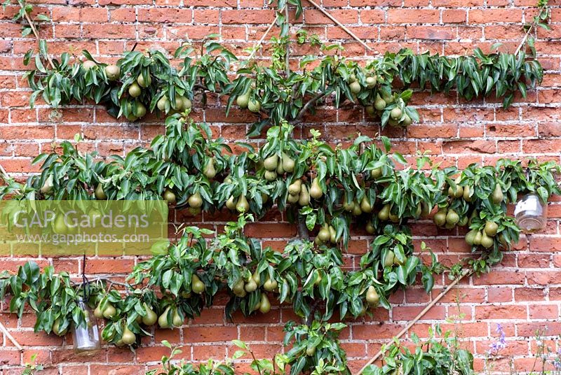 Espaliered pear tree against wall with pear liquor jars