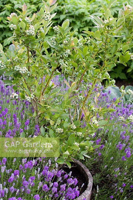 Container blueberries with lavender - Good for pollination 