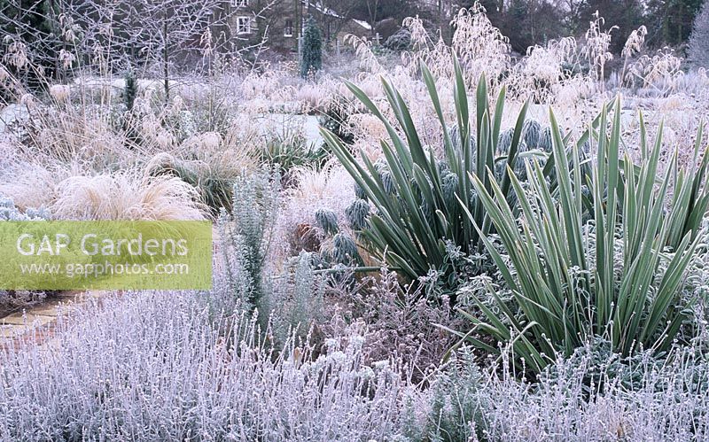 Winter bed - The Dry Garden, Cambridge Botanic Gardens