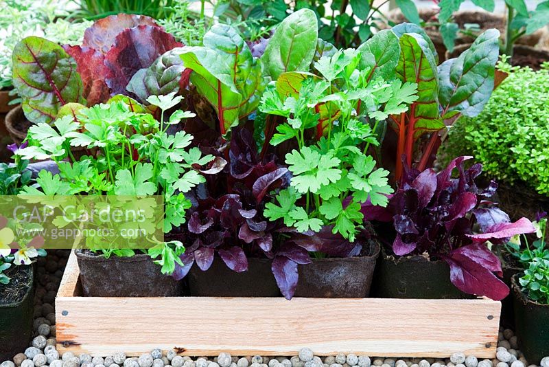Herbs, salad leaves and vegetables growing in containers and trays