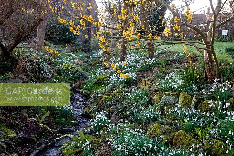 Snowdrops at East Lambrook Manor Garden in February