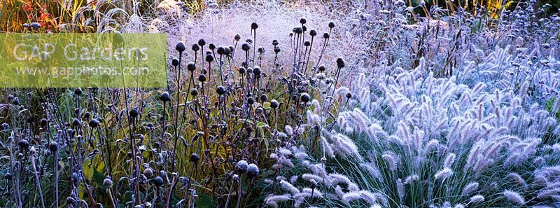 Frost covered grasses and seedheads of perennials including Pennisetum alopecuroides 'Hameln', Echinacea purpurea 'Leuchstern' and Panicum virgatum 'Hanse Herms' in the Decennium border at Knoll Gardens, Dorset. November.