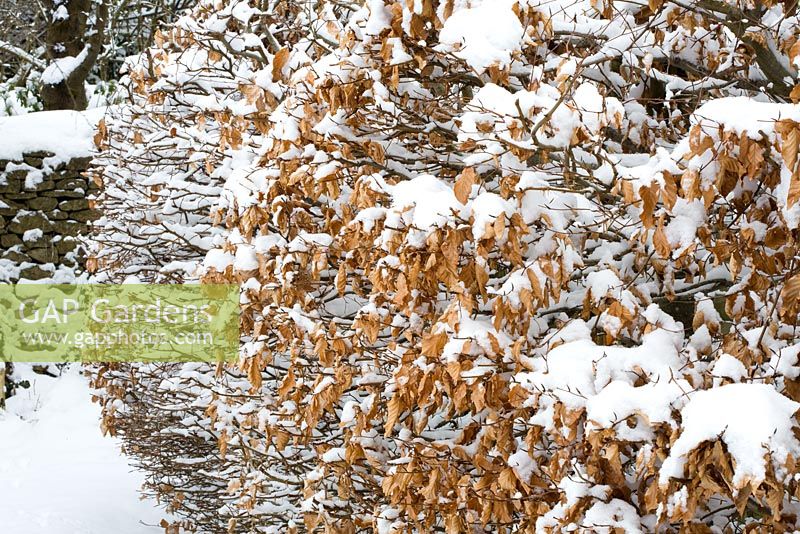 Beech hedge in snow. Fagus