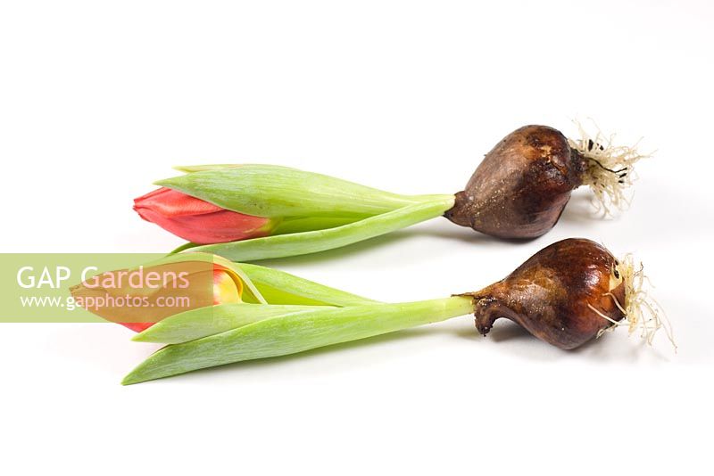 Flowering tulip bulbs