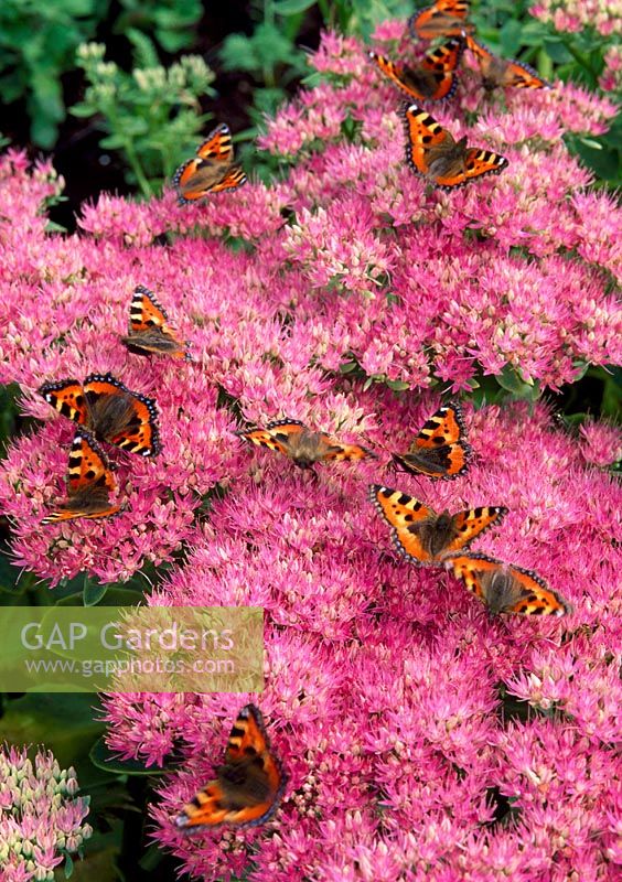 Sedum 'Autumn joy'  with Red Admiral Butterflies