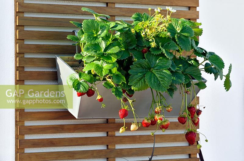 Strawberries in steel planter mounted on vertical trellis